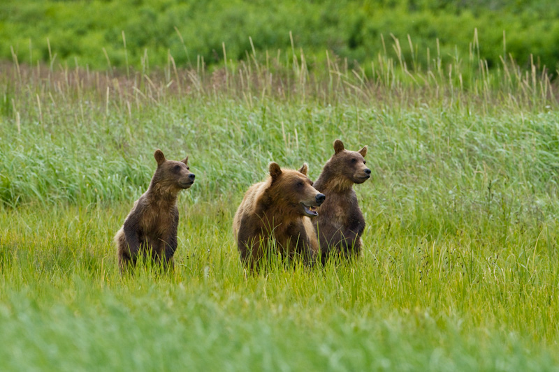 Grizzly Bear Sow And Cubs